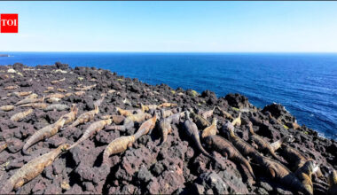 Nearly 14,000 volunteers analysed 57,838 drone images of Galapagos marine iguanas; researchers found their counts needed correction |