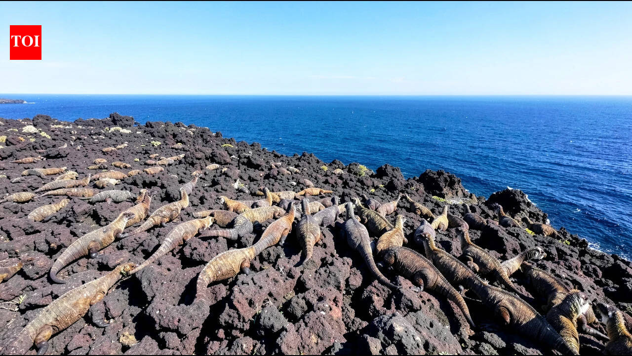 Nearly 14,000 volunteers analysed 57,838 drone images of Galapagos marine iguanas; researchers found their counts needed correction |