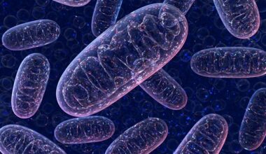 Newly discovered protein controls the space between mitochondrial membranes