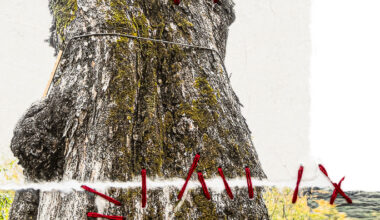 Tree Week: Donna Bassin: Portraits of a Precarious Earth: Ancient Trees