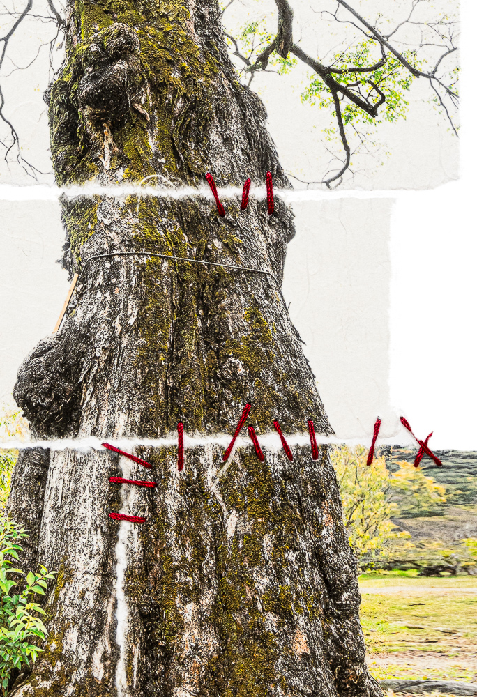 Tree Week: Donna Bassin: Portraits of a Precarious Earth: Ancient Trees