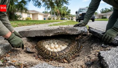 A Burmese python was found guarding 20 eggs beneath a Florida sidewalk; the discovery raised fears that more invasive snakes could be nesting near homes |