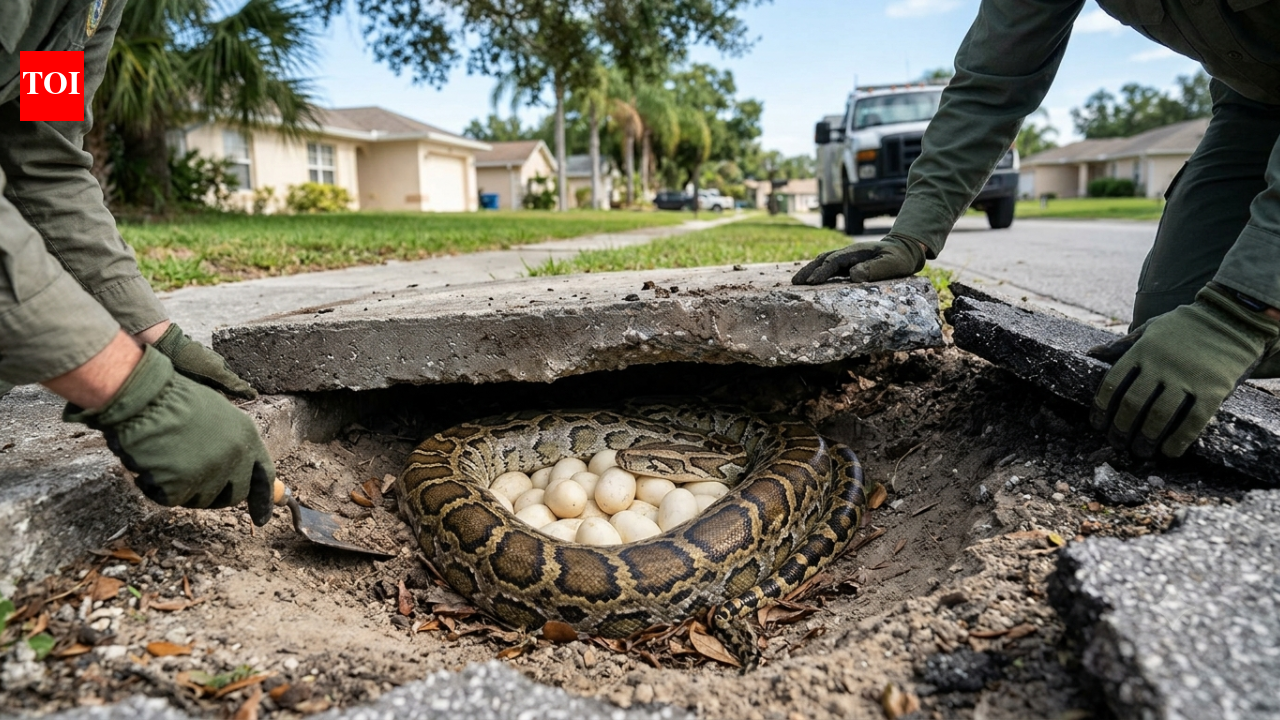 A Burmese python was found guarding 20 eggs beneath a Florida sidewalk; the discovery raised fears that more invasive snakes could be nesting near homes |