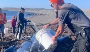 Point May, N.L. residents rally for a whale-sized weekend rescue
