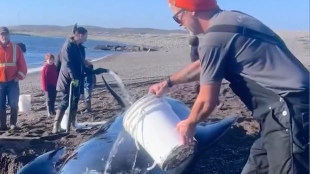 Point May, N.L. residents rally for a whale-sized weekend rescue