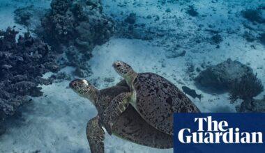 Endangered turtles and ‘exceptional’ coral at risk from Woodside’s gas drilling in WA, watchdog says | Woodside