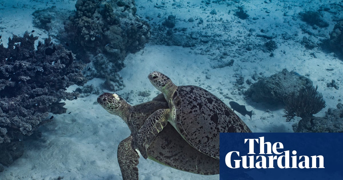 Endangered turtles and ‘exceptional’ coral at risk from Woodside’s gas drilling in WA, watchdog says | Woodside