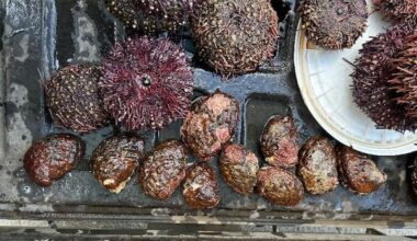 B.C. man handed $7,500 fine for possessing endangered northern abalone