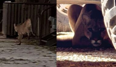 Moab mountain lion sighting prompts wildlife safety reminders