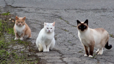 In 2025, New Zealand targeted feral cats threatening southern dotterels on Stewart Island; a year later the critically endangered bird's population rose from 105 to about 160, its biggest annual gain in 32 years