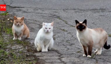 In 2025, New Zealand targeted feral cats threatening southern dotterels on Stewart Island; a year later the critically endangered bird's population rose from 105 to about 160, its biggest annual gain in 32 years