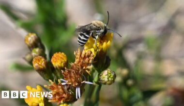 Rare zebra-striped bee sighting in West Country a 'huge surprise' - BBC