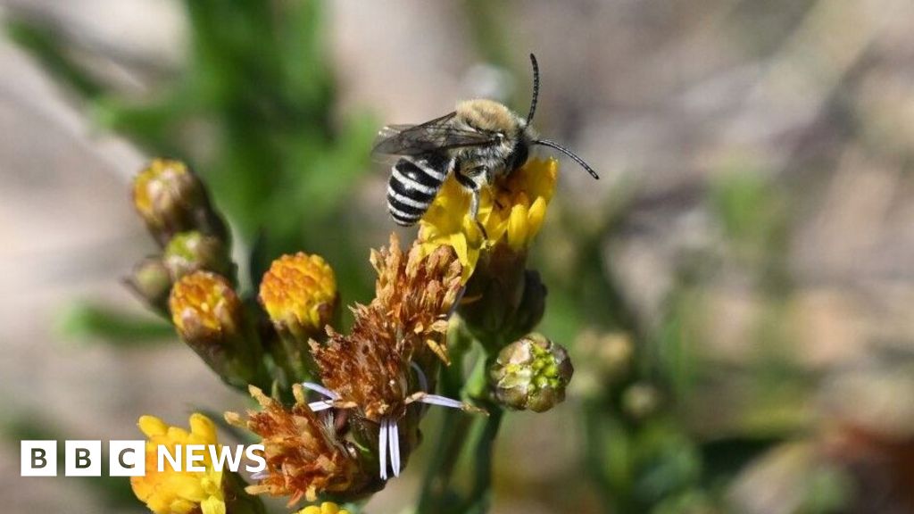 Rare zebra-striped bee sighting in West Country a 'huge surprise' - BBC