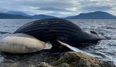 'Very sad development': Dead humpback whale spotted in area of B.C. Ferries collision