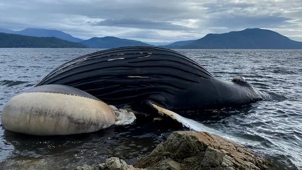 'Very sad development': Dead humpback whale spotted in area of B.C. Ferries collision