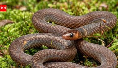 Scientists spot rare tiny snakes in Malaysia that do not just slither but do cartwheels; they roll at 12 feet per second when they sense danger
