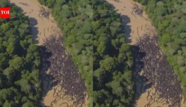 Brisbane River Anacondas: Fact check: Are hundreds of anacondas gathering in Brisbane’s river? Viral video draws AI claims, with no official confirmation