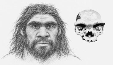 Denisovans had a distinctive look, protein and skull study suggests