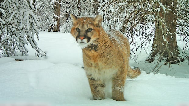 Most cougar deaths in Alberta study were caused by people