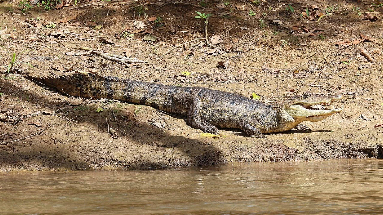 Spectacled caiman