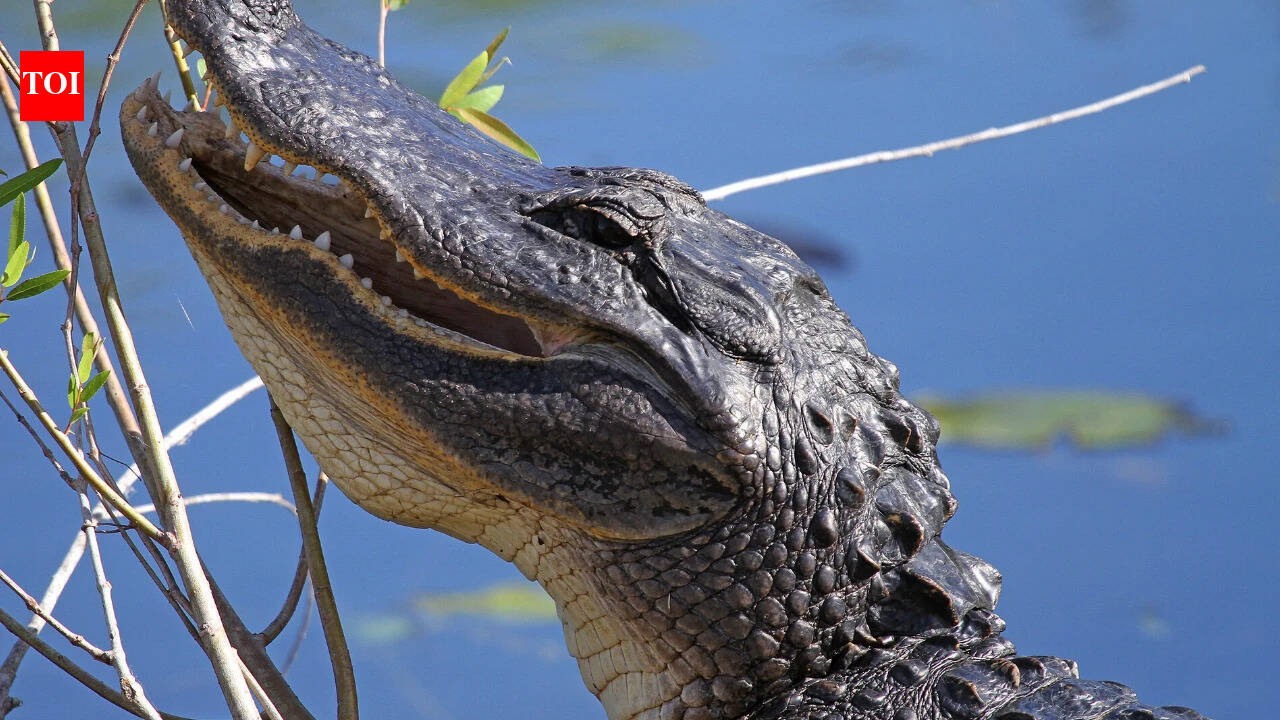 In the 1950s, Florida’s pet trade imported South American caimans; decades later, they were competing with native crocodilians in Everglades wetlands | World News