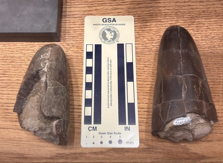 Scientists Have Found a Barrel-Shaped Squid-Like Creature From The Jurassic, 'One of The Chunkiest'