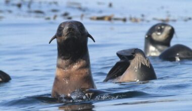 Northern fur seals