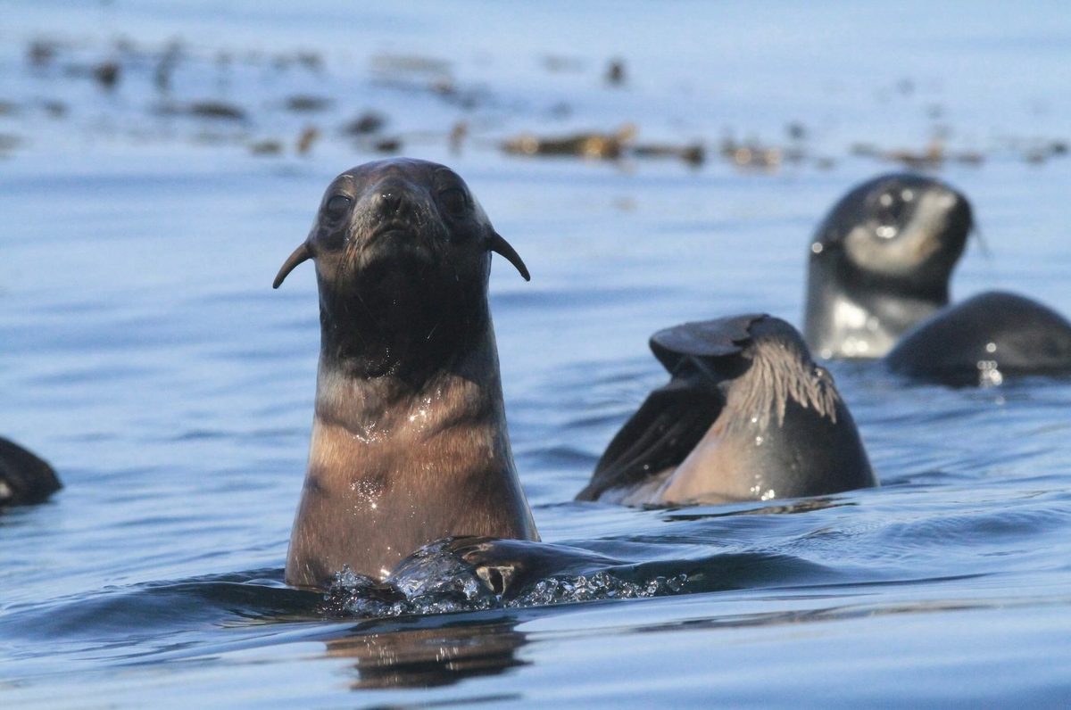 Northern fur seals