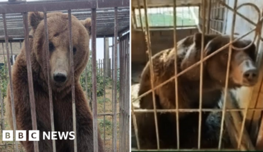 Donegal: Brown bears adjusting to new life in Irish countryside - BBC