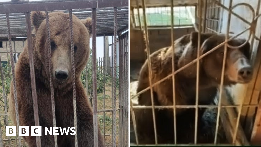 Donegal: Brown bears adjusting to new life in Irish countryside - BBC