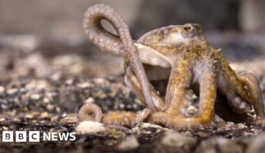 Blue Planet III: Moment Octopus escapes death