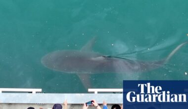 After dark, these YouTubers watch over an unlikely charge – a shark stuck in a South Korean canal | South Korea