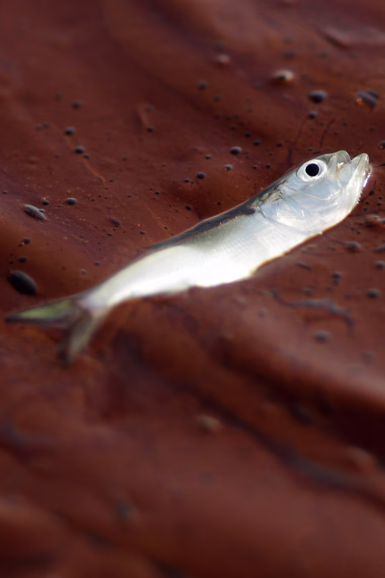 A small dead fish floats on a pool of oil.