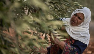 Israeli settler attacks and military lockdown upend Palestinian olive harvest - NBC News