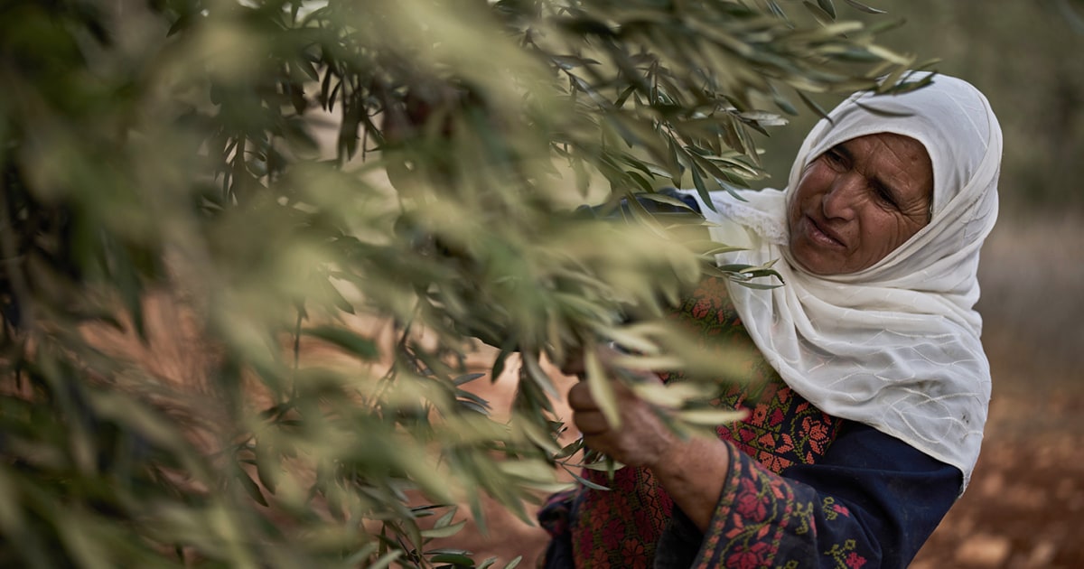 Israeli settler attacks and military lockdown upend Palestinian olive harvest - NBC News