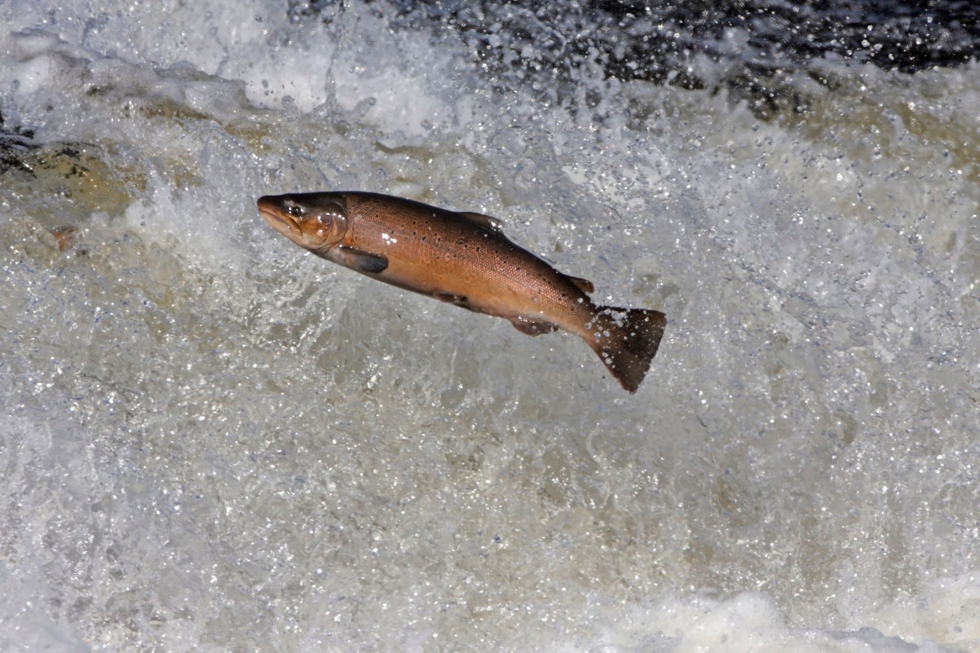 An Atlantic salmon.