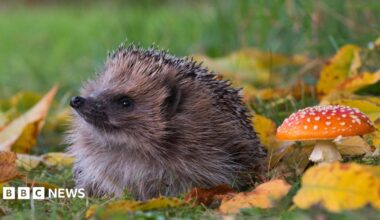 A hedgehog sits on short grass among fallen autumn leaves. The animal's face is turned slightly to the left, with dark eyes and nose visible. Brown and cream fur is visible beneath a coat of sharp spines. To the right of the hedgehog is a red toadstool covered in small white spots. Yellow and orange leaves surround the scene, with a soft green background beyond.
