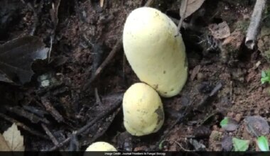 Scientists Discover Giant Fungus Named After T. Rex In China