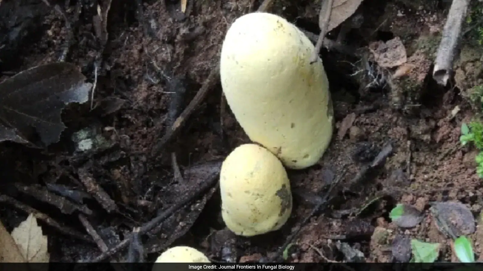 Scientists Discover Giant Fungus Named After T. Rex In China
