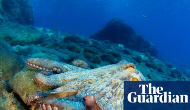 Marine life in Gulf of Mexico has still not fully recovered from 2010 BP oil spill | Deepwater Horizon oil spill