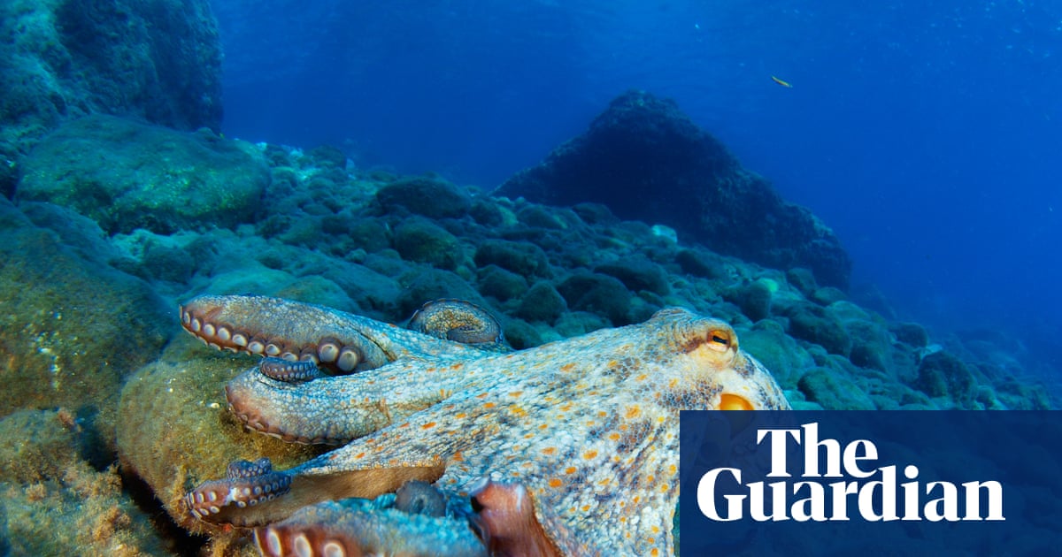 Marine life in Gulf of Mexico has still not fully recovered from 2010 BP oil spill | Deepwater Horizon oil spill