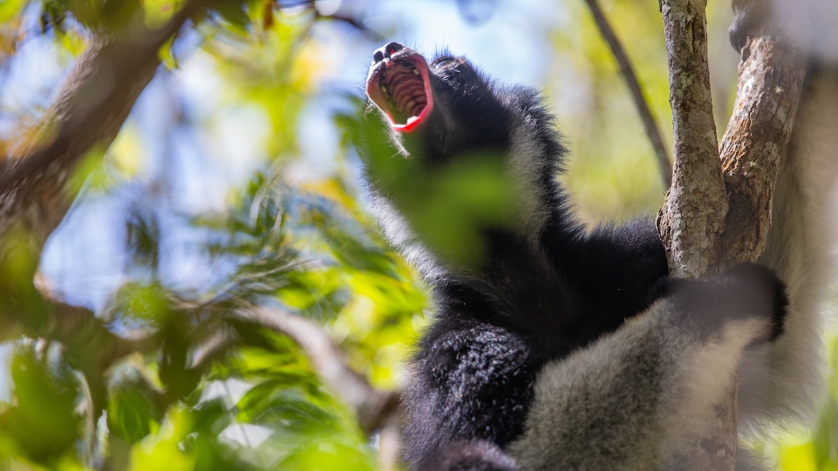How to Save the World’s Largest Lemurs? Listen to Their Songs.