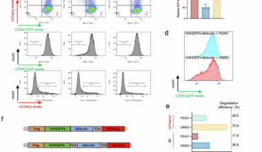 Systematic optimization and characterization of the MidTAC platform for targeted protein degradation