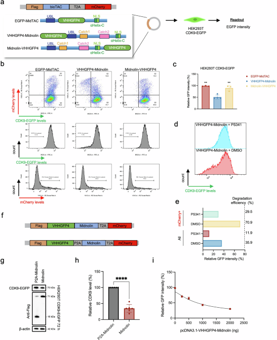 Systematic optimization and characterization of the MidTAC platform for targeted protein degradation
