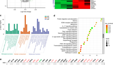 Hypoxia-induced HMGB1/NLRP3/Caspase-1 signaling axis enhances proliferation of oral squamous cell carcinoma