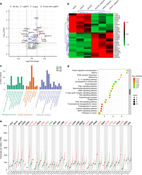 Hypoxia-induced HMGB1/NLRP3/Caspase-1 signaling axis enhances proliferation of oral squamous cell carcinoma