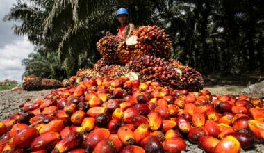 Malaysian palm oil stockpiles balloon to record on output surge