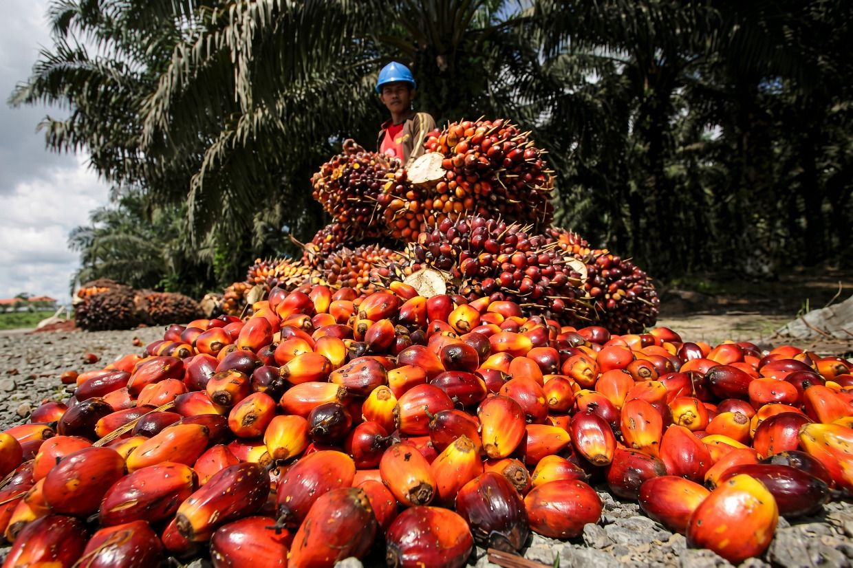 Malaysian palm oil stockpiles balloon to record on output surge