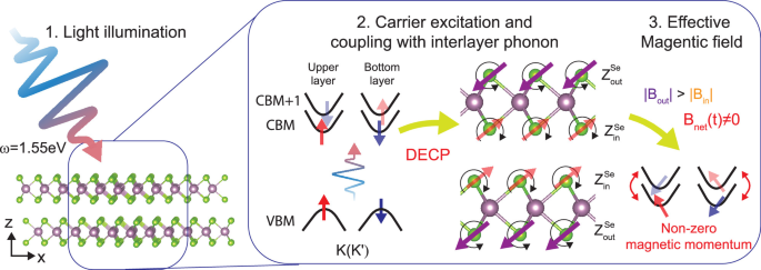 Linearly polarized light-induced magnetism in bilayer MoSe₂