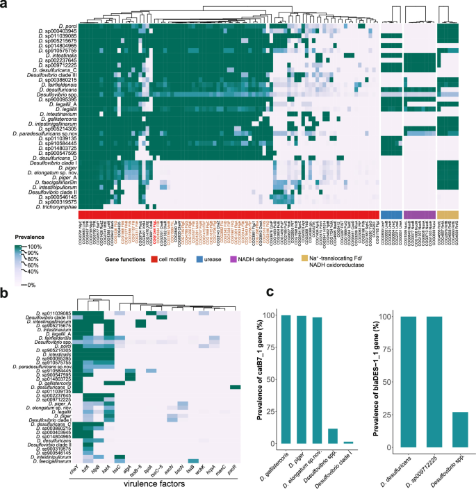 Fig. 2: Comparison of functional potential across different Desulfovibrio species.